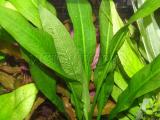 Akváriumi növények - Echinodorus amazonicus /brevipedicellatus/